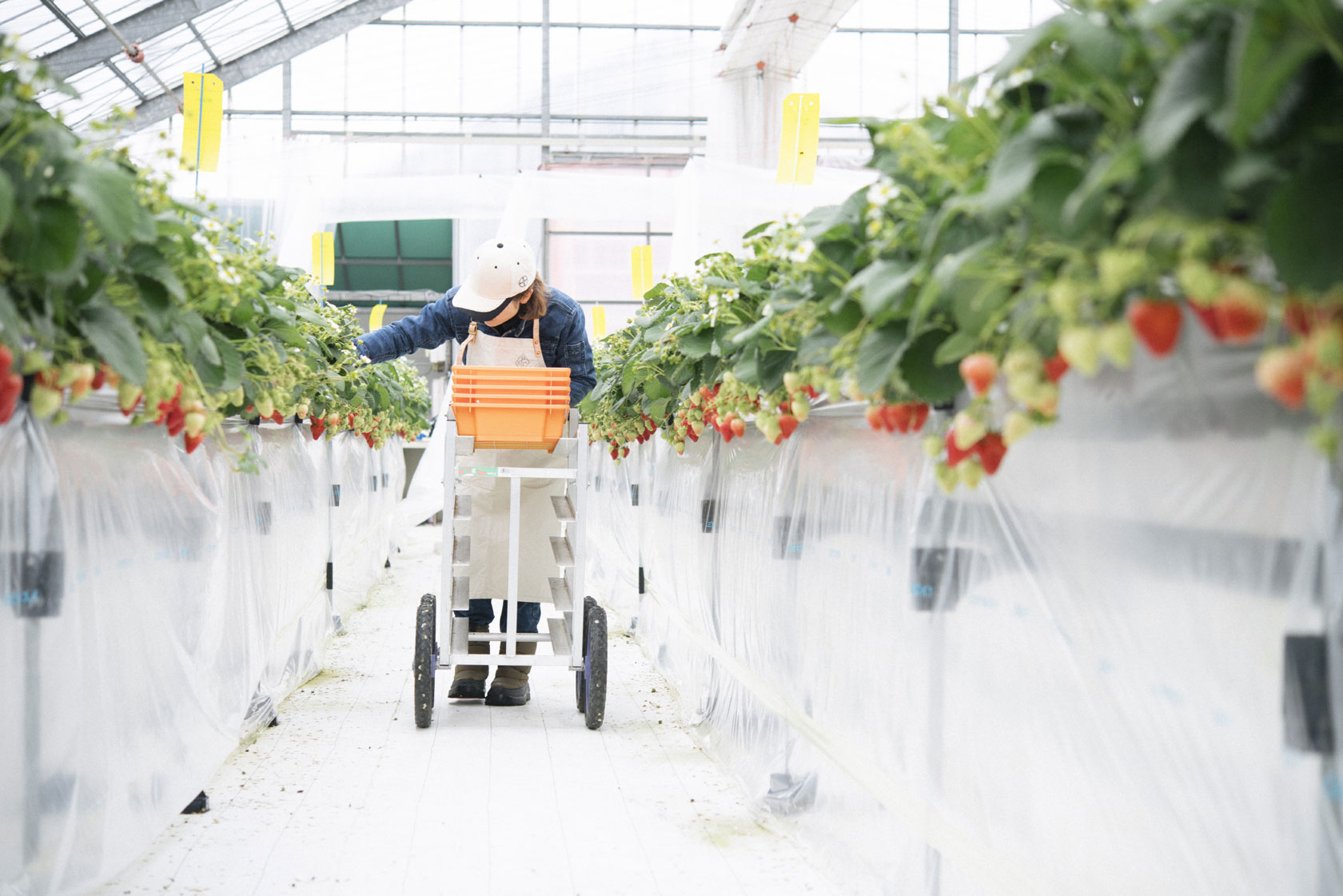 私と苺のいちご摘み 私と苺